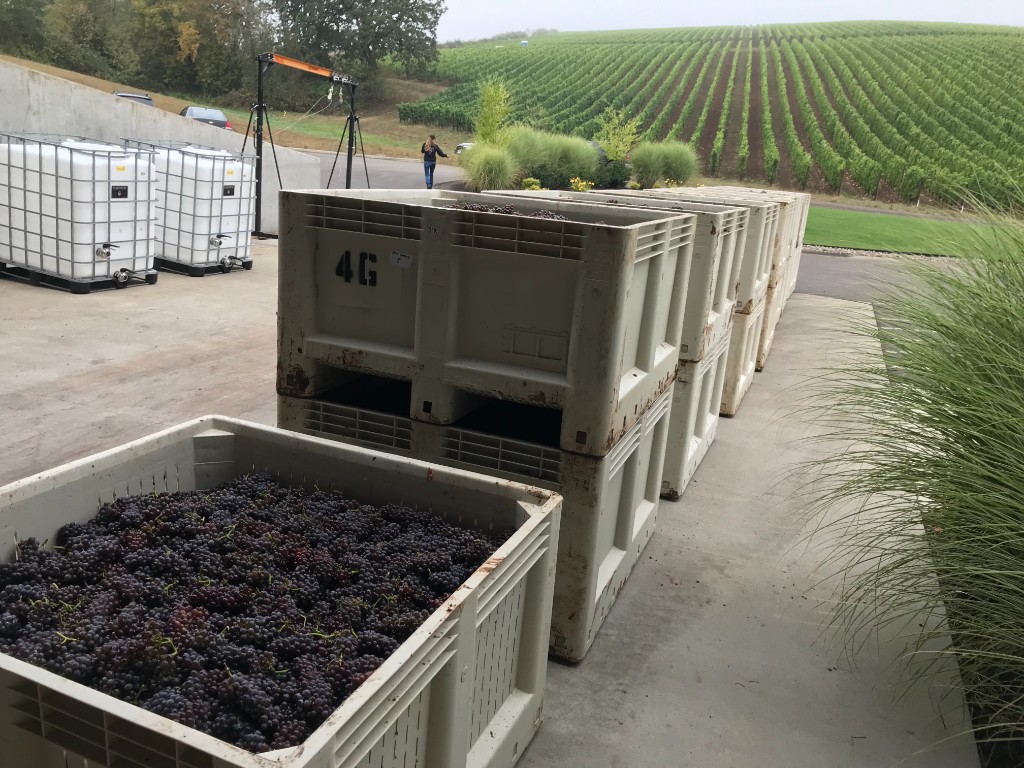 Harvest bins filled with grapes at Doe Ridge Vineyard in the Willamette Valley